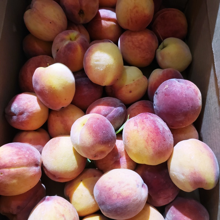 Peaches, Garnet Beauty (Semi-Freestone) 12lb