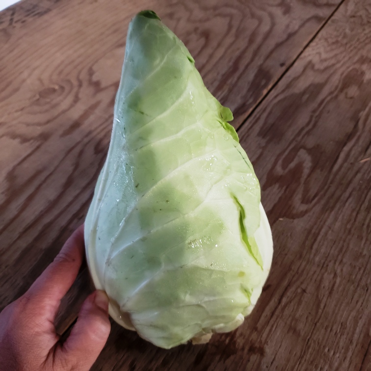 Cabbage, Caraflex 3-4lbs - Knechtel