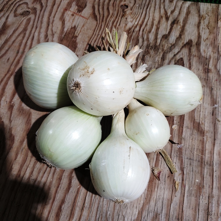 Onions, White 3lb - Knechtel