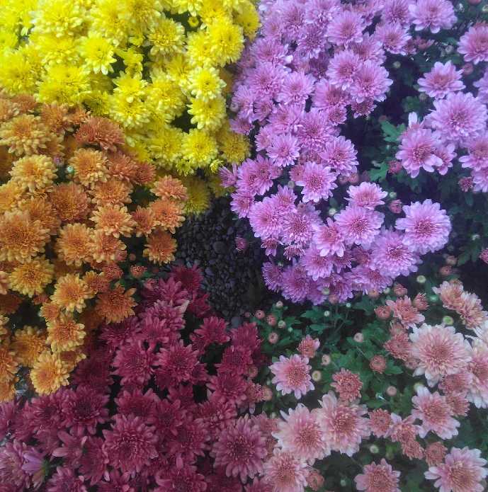 Fall Mums, Coral - Summer's Harvest