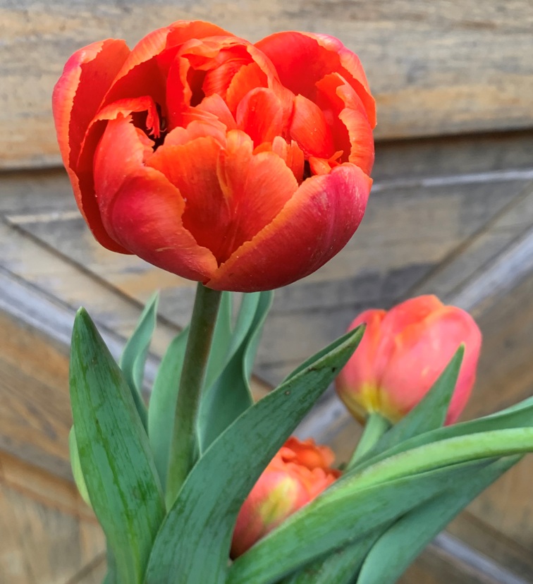 Double & Peony Tulip bunches