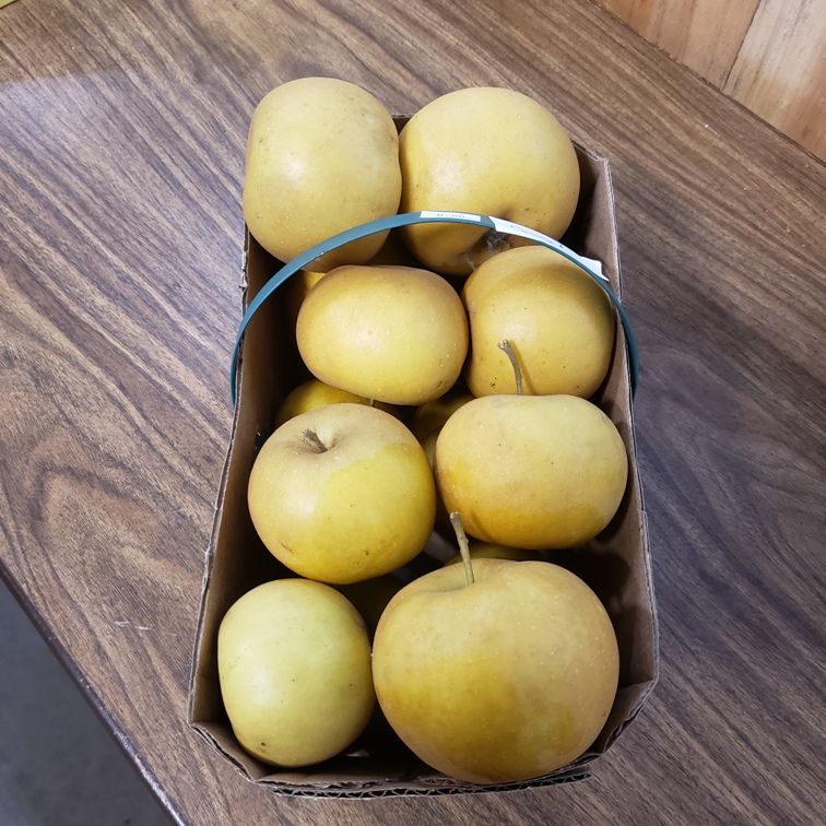 Apples,Ashmead's Kernel (Russet) 3L - Palatine