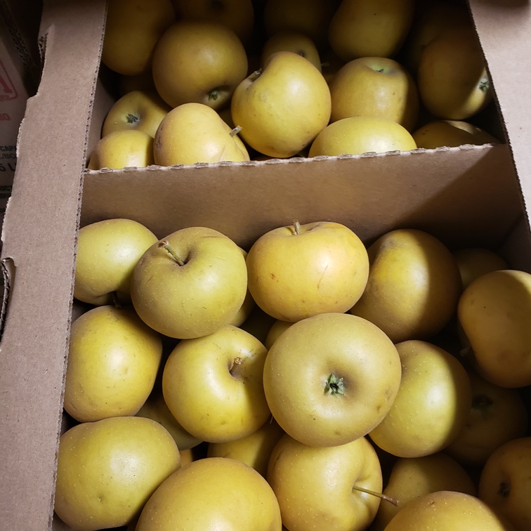 Apples, Ashmead's Kernel (Russet) 20lb - Palatine