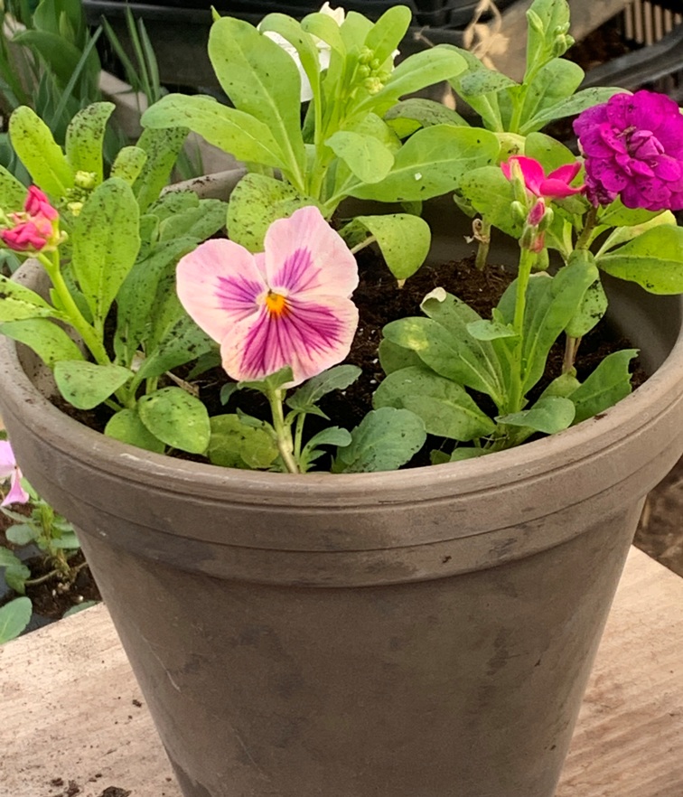 Potted Mini Stock Flower & Pansy Planter