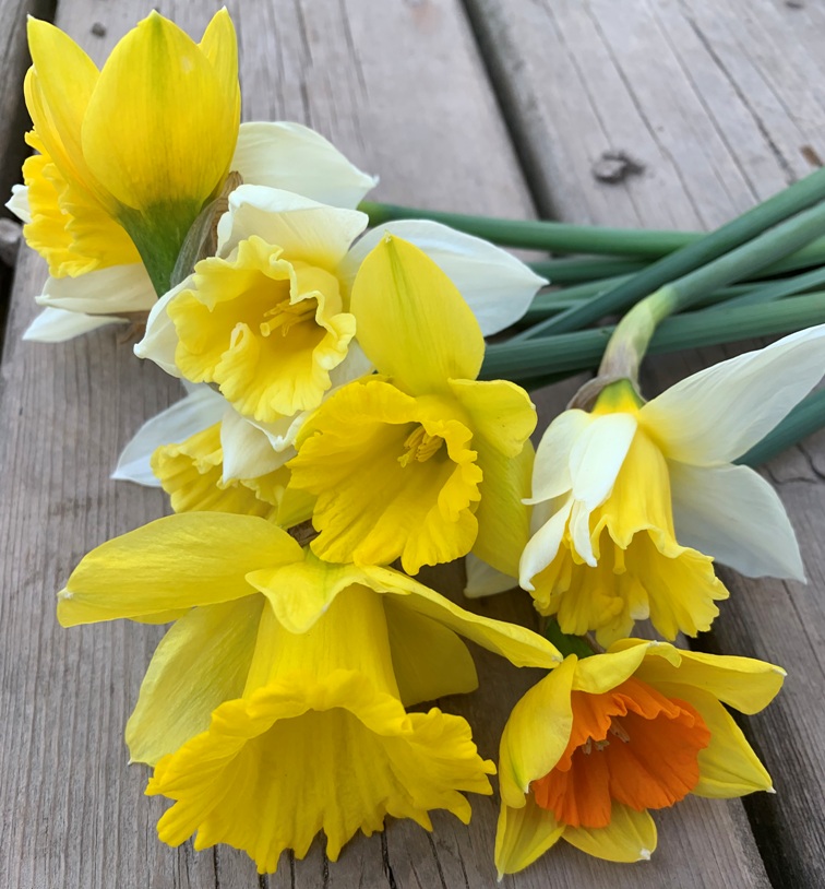 Daffodil Mason Jars
