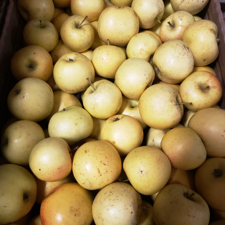 Apples, Aurora Golden 3L - Warner's