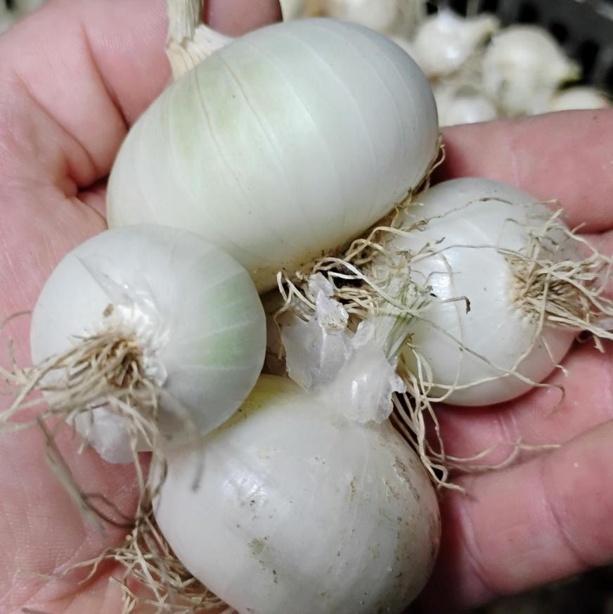Onions, Mini White 0.5lb - Bowman