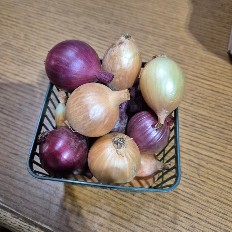 Onions, Mixed 1L - Knechtel