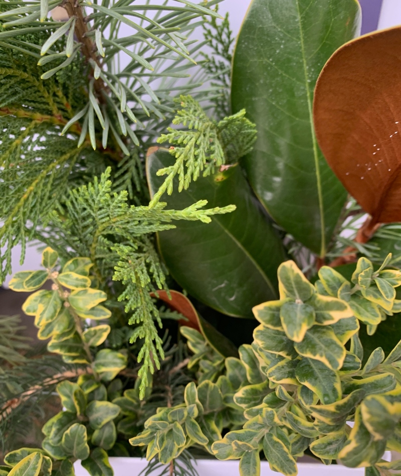 Growers mix of Fresh Evergreen Bundle