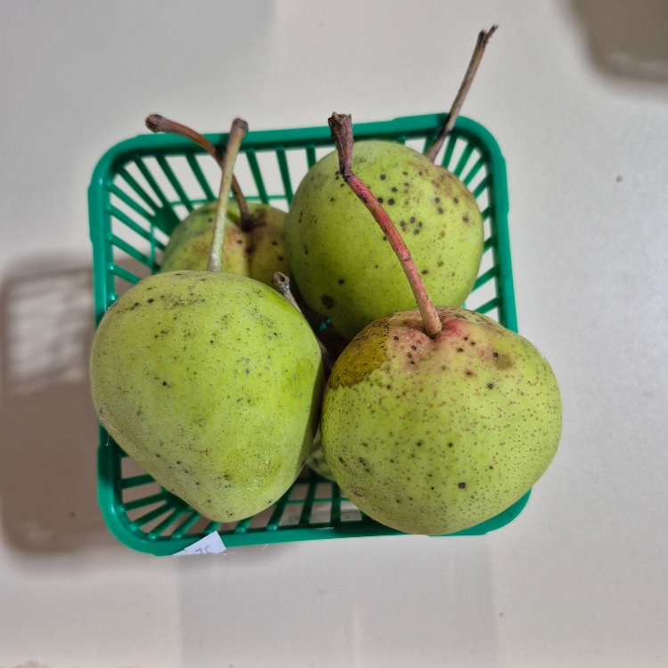 Asian Pears, China Green 1L - Cedar Springs